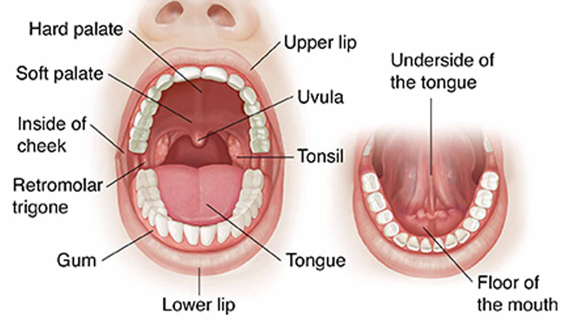 عبارات انگلیسی دندانپزشکی